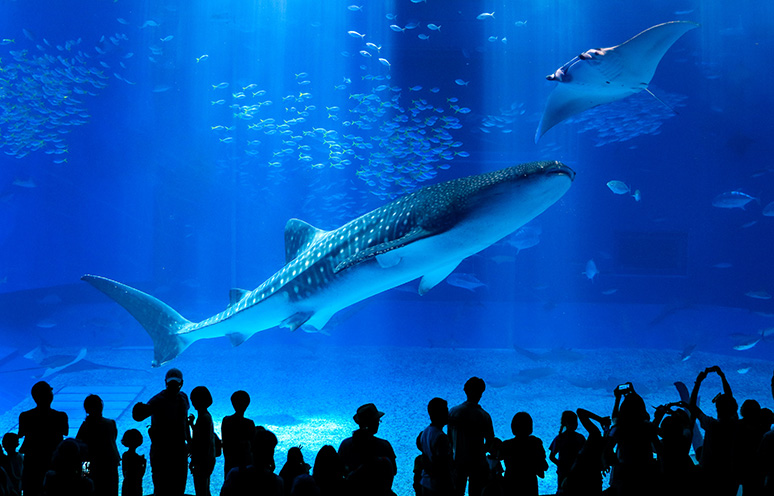 美ら海水族館